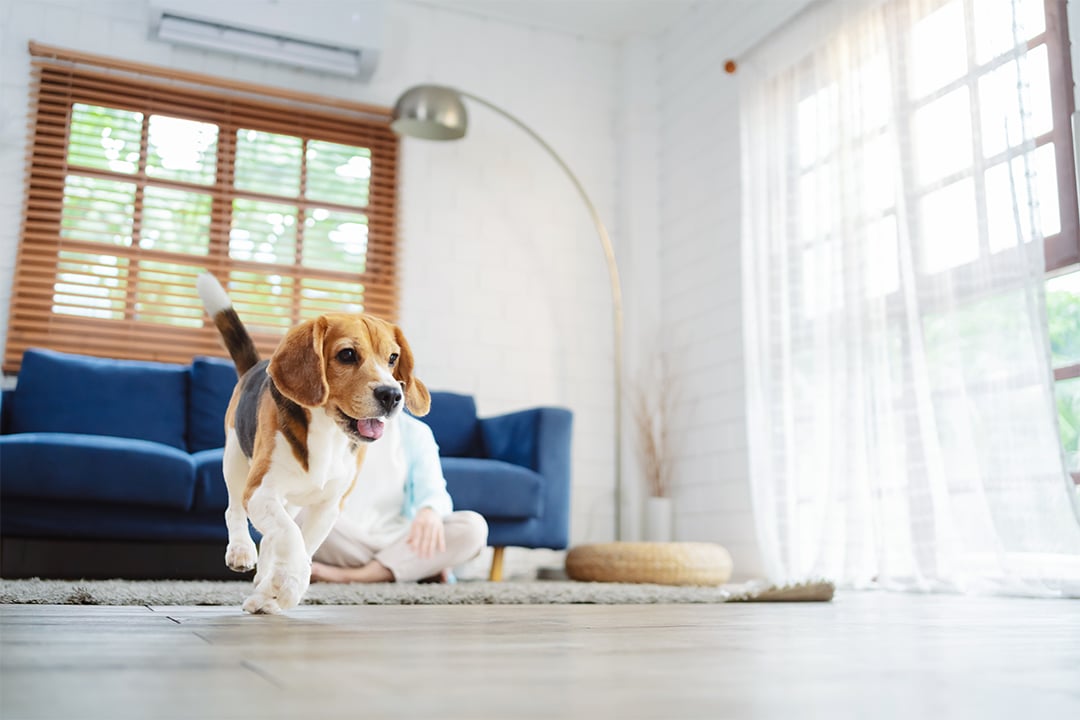 iaq25127web-how-indoor-air-quality-impacts-children-and-pets-image-1-1080x720